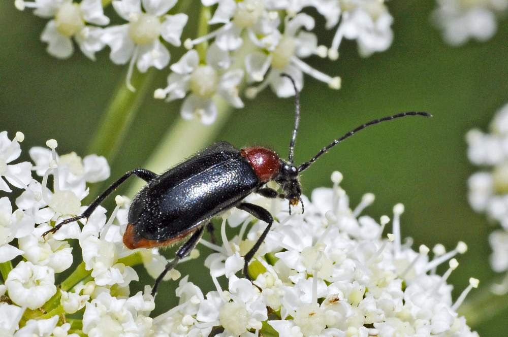 Dinoptera collaris (Cerambycidae)